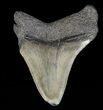 Partial, Megalodon Tooth - Georgia #61650-1